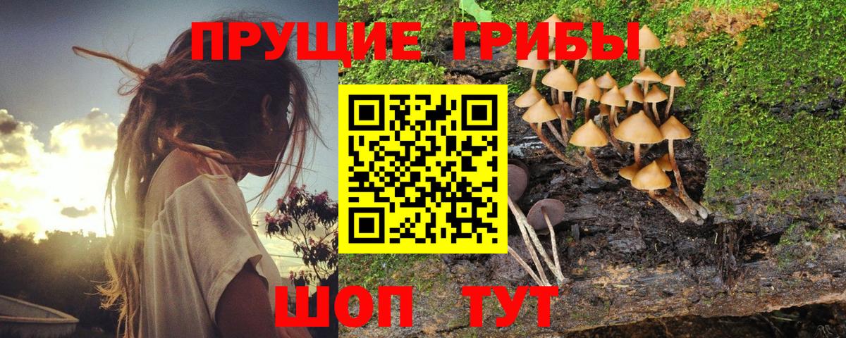 Псилоцибиновые грибы Psilocybe  Советский 